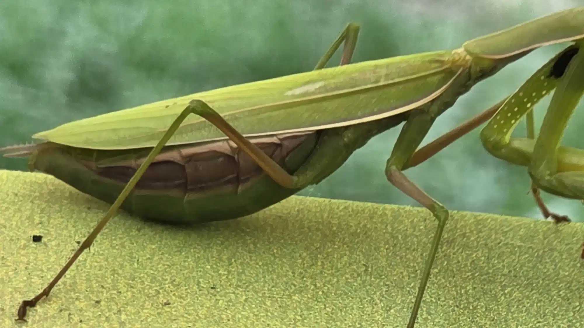 L'abdomen de la mante avant la ponte